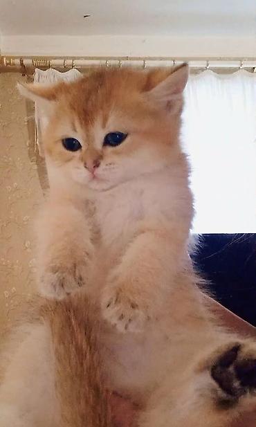 Pişiklər: Britan — 11