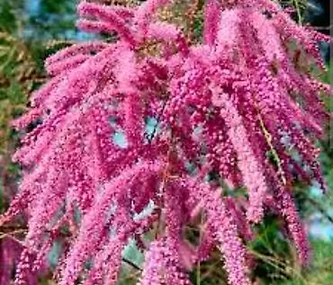 Гортензия: Продаю саженцы: -гортензия Анабель -Хосты великаны -Дицентра бордовая — 10