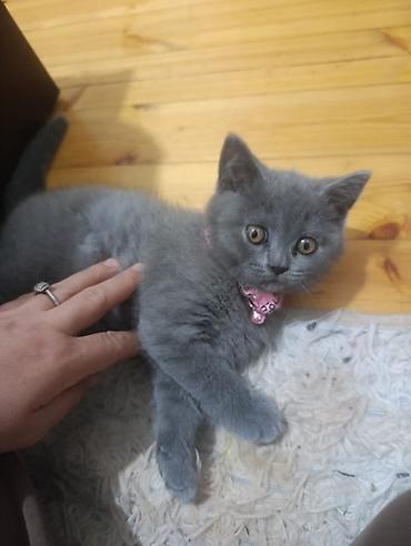 pişik adları azerbaycanca: 📢 Satılır! 🐱 Cinsi: British Shorthair (Erkək) Yaşı: 3 aylıq Tualet — 1