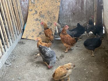 Toyuqlar: Toyuq, Yumurtalıq, Ünvandan götürmə, Ödənişli çatdırılma