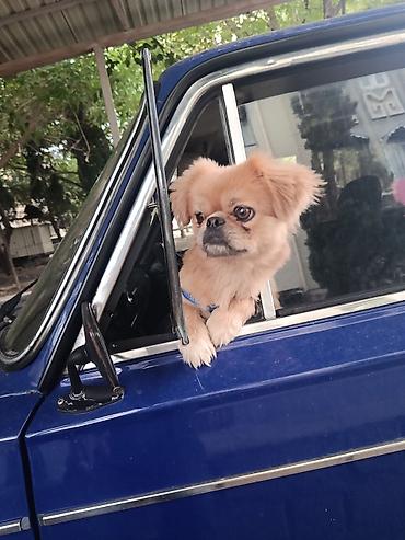 pekin ördeği: Cins: Pekinges (Pekingese) Rəng: açıq qəhvəyi/qızılı Cinsiyyəti: erkək — 2