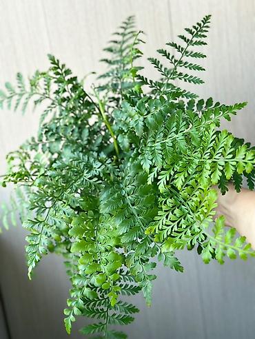 цветок каланхоэ красные цветы: 🌿Вереск (Calluna vulgaris) в декоративном горшке Можно выращивать как — 5
