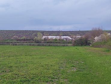 Torpaq sahələrinin satışı: Kənd təsərrüfatı — 6