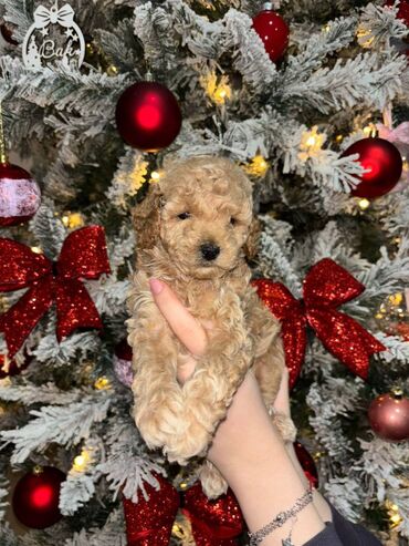 Psi: Pudla, rasa poznata po svojoj visokoj inteligenciji, eleganciji i na lalafo.rs — 9 Psi: Pudla, rasa poznata po svojoj visokoj inteligenciji, eleganciji i — 9