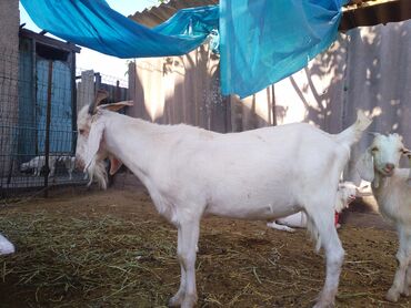 Козы, козлы: Продаю | Козёл (самец) | Зааненская | Для разведения | Племенные — 25