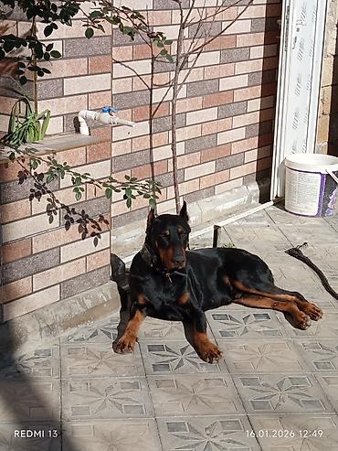 İtlər: Doberman, 1 il, Erkek, Ünvandan götürmə — 10