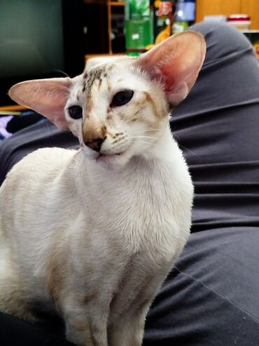 Продажа кошек: Ориентальная, 2 года, Девочка, Белый, Кастрирована, Приучена к лотку, Проглистована — 31