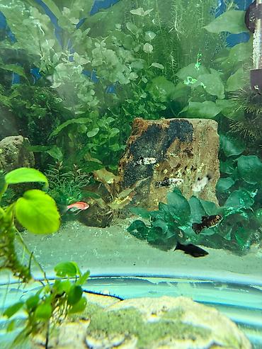 Akvarium dekoru: Malinezi orta olcu 1 manat danyo tul quyruq irili xirdali 1 manat — 8