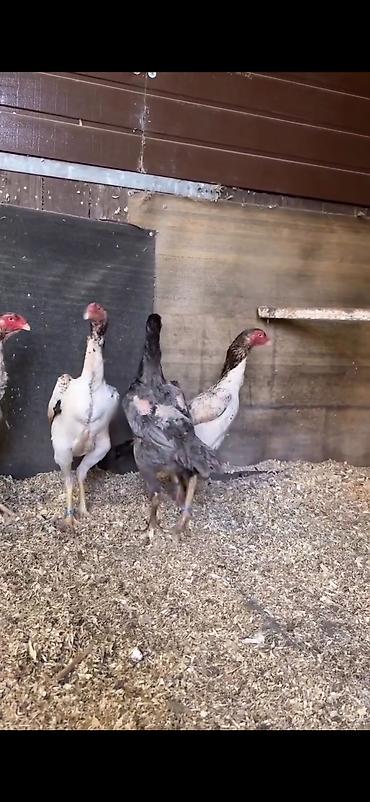 Toyuqlar: Toyuq, Damazlıq — 3