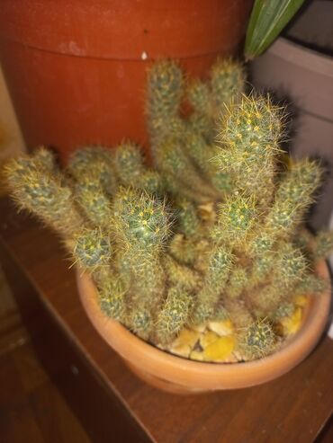 Otaq bitkiləri: Unvan ehmedli watsapa yazin zeng catmasa kaktus