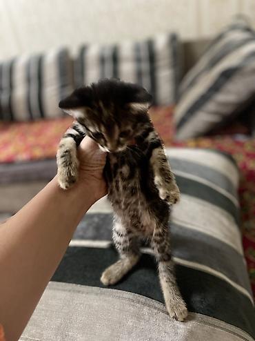 котята норвежской лесной кошки: 1 месяц, Девочка, Серый — 3