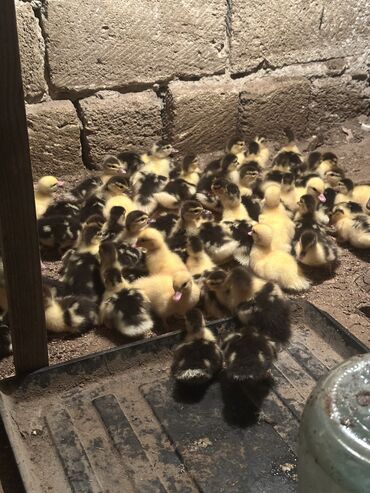 Inəklər, öküzlər: Erkək, | Lal ördək, Damazlıq, Ünvandan götürmə