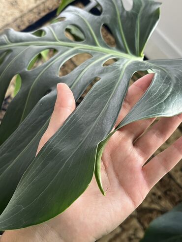 стол дерево карагач: 🌿 Продам монстеру 🌿 Красивое крупное комнатное растение — монстера