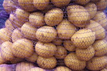 Овощи: Семена и саженцы Картофеля, Самовывоз
