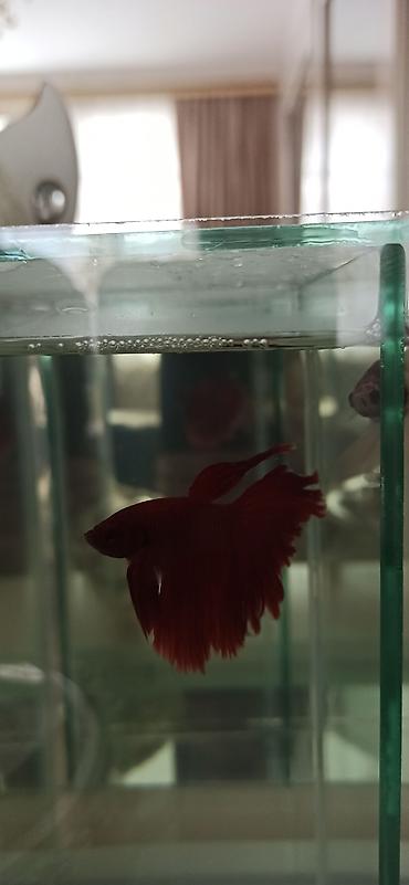 Balıqlar: Betta (Petuşok balığı), Ünvandan götürmə — 6
