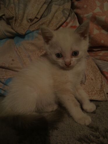 котята в добрые руки бесплатно: Кошка даром: Беспородная, 2 месяца, Девочка