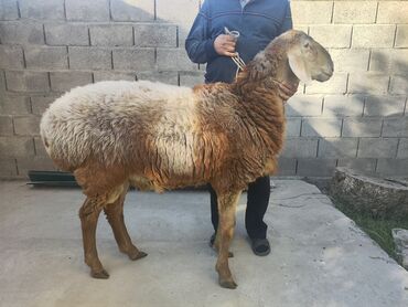 Бараны, овцы: Продается 1,5годовалый кочкарик, порода Арашан, рост 91 см Цена: 80