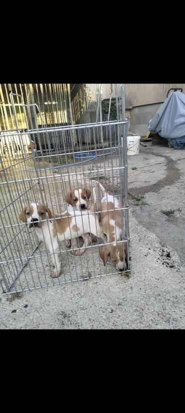 cistokrvni pomeranac cena: Prodaja Poentera Na prodaju štenad Poentera stari 2 meseca, Sa