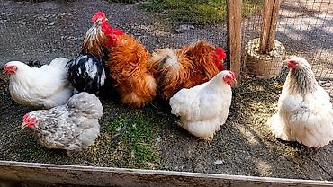 кой кисар: Продаю | Цыплята | Для разведения — 2