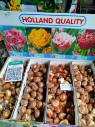 искусственые цветы: ЛУКОВИЦЫ ТЮЛЬПАНОВ,ГИАЦИНТОВ, КРОКУСОВАНЕМОН, РАНУНКУЛЮСАОПТОМ И В