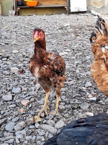 Toyuqlar: Heyratı çolpalar super cins,cavan saglam heyvanlardi -da lalafo.az — 8 Toyuqlar: Heyratı çolpalar super cins,cavan saglam heyvanlardi — 8