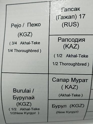 красный страитель: Продаю | Жеребец | Конный спорт — 10