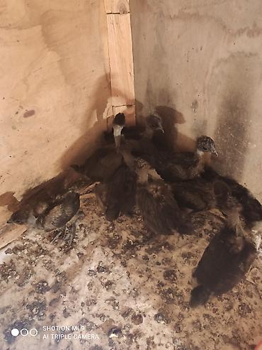 etlik cuceler: Məhsul: Cins toyuq cücələri Şekildeki toyuqların cüceleri satılır — 3