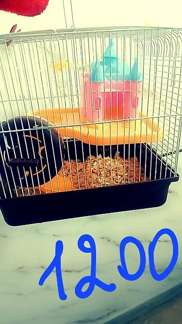 Зоотовары: Клетки и аксессуары для хомяков Варианты: - Большая клетка с высоким — 10