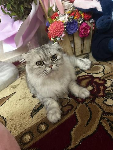 Pişiklər: Şotland — 5