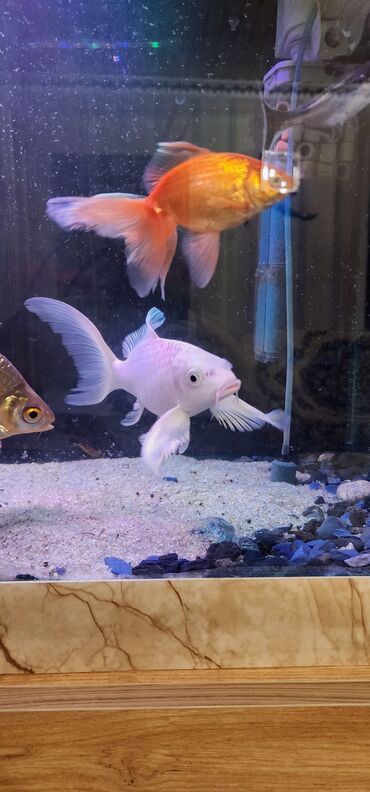 Akvariumlar: Dördbucaq akvarium, Balıqlarla birlikdə, 120 l — 13