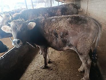 Коровы, быки: Продаю | Бык (самец) | Швицкая | На откорм | Привязанные — 3