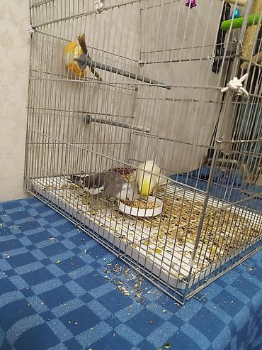 Үй жаныбарлары: Пара корелл (нимф) с клеткой самец ручной надо ещё чуть чуть — 2