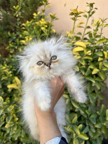 Pişiklər: Britan yastı qulaq, Erkək, Dişi, Yaxşı əllərə, Ünvandan götürmə, Pulsuz çatdırılma, Ödənişli çatdırılma — 8