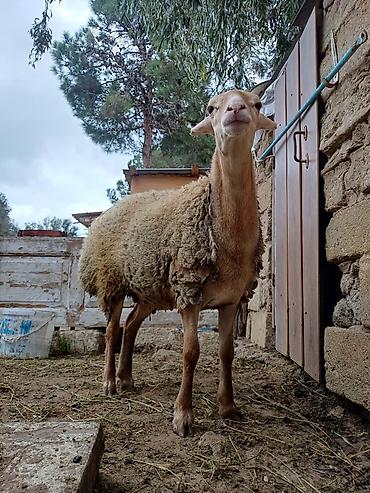 ev piwikleri: Dişi, il: 8, 45 kq, Ətlik, Ödənişli çatdırılma — 6