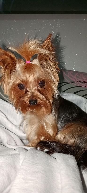 Psi: Jorkšir terijer – štenci iz kućnog legla majka ima kilo i po otac 980 — 17