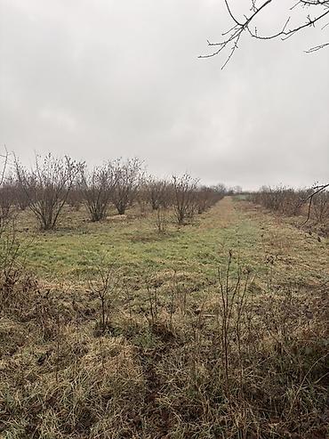 Torpaq sahələrinin satışı: Kənd təsərrüfatı, Kupça (Çıxarış) -da lalafo.az — 1 Torpaq sahələrinin satışı: Kənd təsərrüfatı, Kupça (Çıxarış) — 1