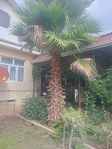 Ağaclar: Məhsul: Dekorativ palma ağacları (Trachycarpus/Vindozaya bənzər yelpik — 13