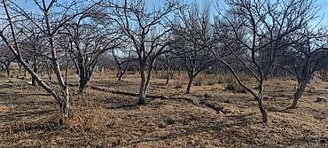 столовой в аренду: Продаю или обмен . Дом на Иссык куле в селе Корумду с большой — 8