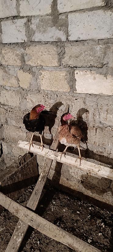 Xoruzlar: Xoruz, Heyratı, il: 1 — 2