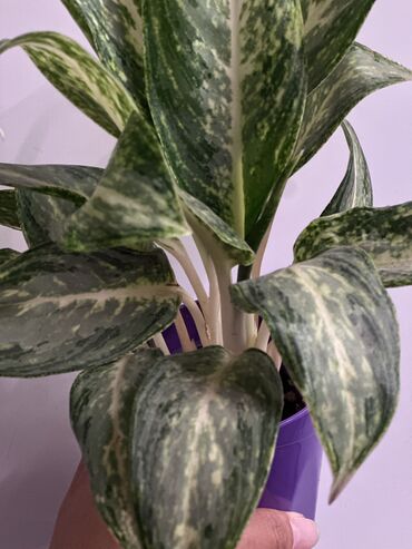 аглаонема купить семена: Аглонема «Брызги шампанского» выделяется необычной окраской листьев —