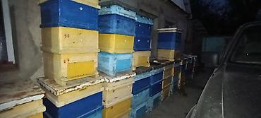 чон бээ: Продам Улья б.у. количество 20шт. система рута. 12 рамонный 2х — 4