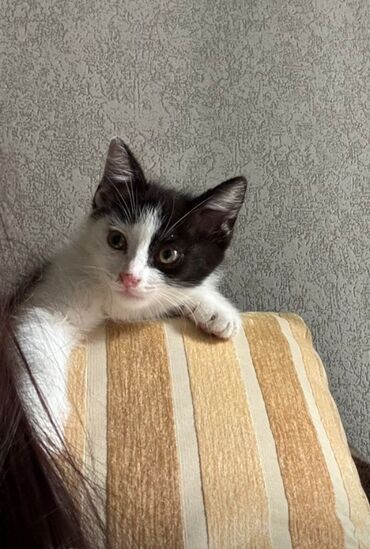 черные котята: Мышык бекер берилет: Породасыз, 2 айлык, Эркек, Лотокко барууга үйрөтүлгөн, Курттардан тазаланган