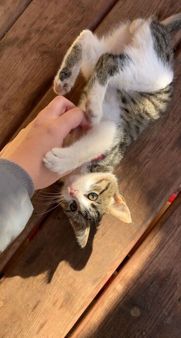 сибирская черно белая кошка: Кошка даром: Беспородная, 3 месяца, Мальчик, Приучена к лотку