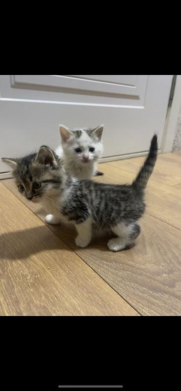 Продажа кошек: Котята, домашние. На фото — два малыша: - Тигрово-полосатый с белыми — 2