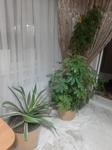 Другие комнатные растения: Комнатные растения в кашпо В продаже крупная коллекция — 10