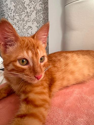 сибирская кошка цена: Отдам котёнка в добрые руки 🐱 Котику 4 месяца, мальчик. Приучен к — 2