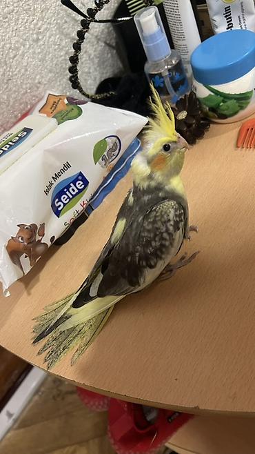 Quşlar: Nymph paraket (cockatiel) – sarı çəlpaq və boz-qara naxışlı tüklər — 3