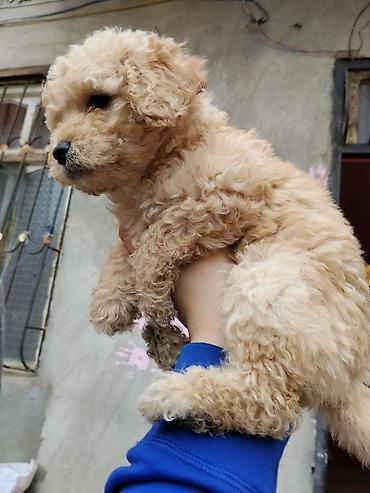 İtlər: Pudel — 11