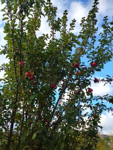 Яблоки: Яблоки — 7