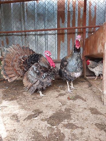 Индюки: Продаю | Индюк (самец) | Для разведения | Племенные — 1